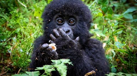 TOP 10 FACTS ABOUT MOUNTAIN GORILLAS - Uganda Safaris | Gorilla Trekking | Gorilla Tours in ...