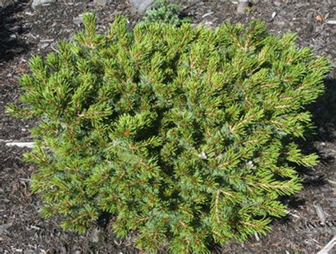 Pinus Parviflora Miyoi Dwarf Japanese White Pine Kigi Nursery