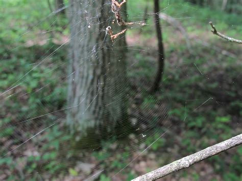 Blue Jay Barrens Camo Spider