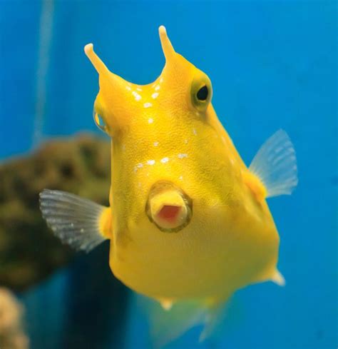 longhorn cowfish unique features  adaptations