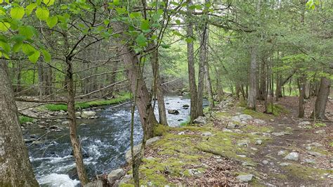 A Hiking Trail Next To A Stream In Stokes State Forest Last Spring R