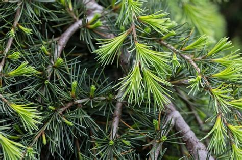 premium photo young bright green needles  himalayan cedar cedrus