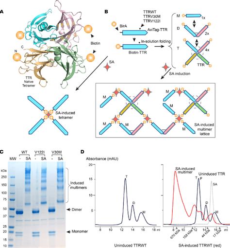 Biotin Ttr Fusion And Sa Induction Model A Crystal Structure Of