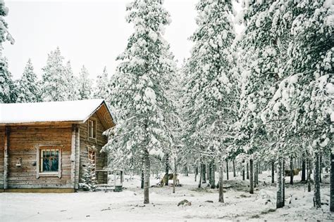 Reindeer at the Farm in Finland in Lapland Stock Image - Image of ride ...