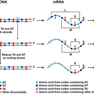 Hypothesized early steps in de novo gene birth. This mechanism for de ...