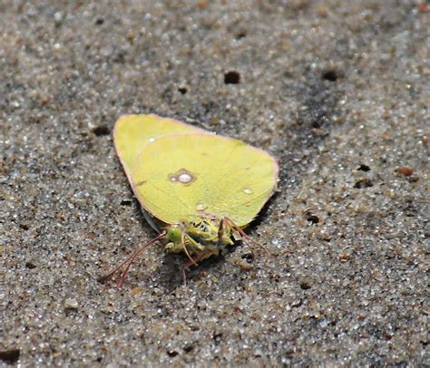 Common Sulphur Project Noah