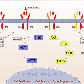 Overcoming Trastuzumab Resistance In The Setting Of Her Expression