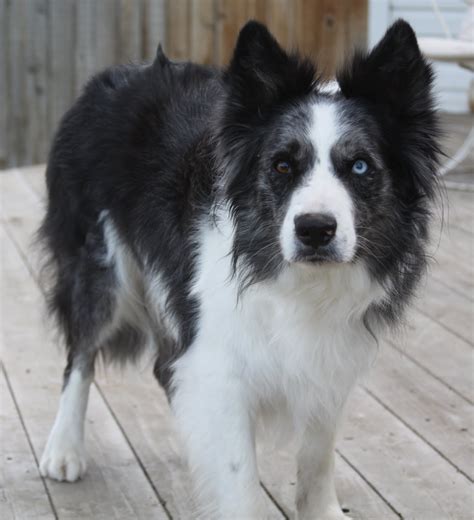 43 Merle Border Collie Breeders Picture Bleumoonproductions