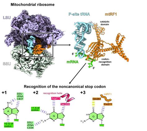 Molecular Basis Of Translation Termination At Noncanonical Stop Codons