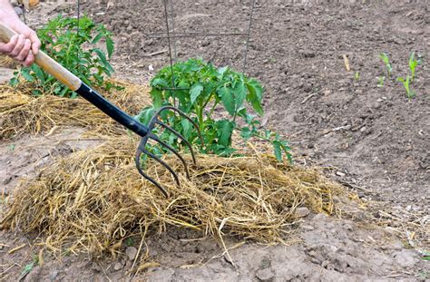 straw  good mulch  kaitlyn maund blog