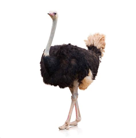 Rhea vs Ostrich: What’s The Difference? - A-Z Animals