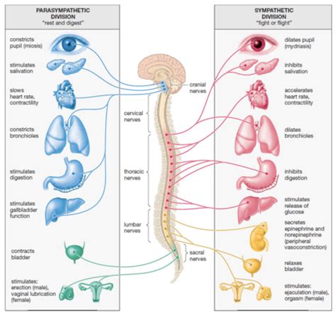 Patho Pharm Autonomic Nervous System Flashcards Quizlet