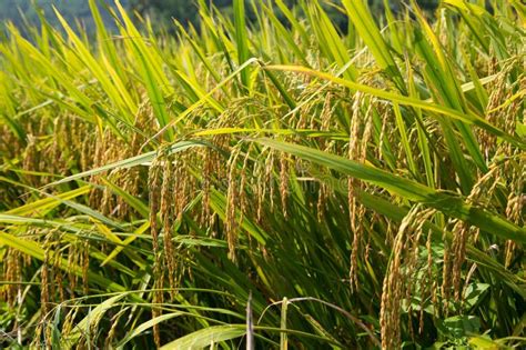 How The Rice Is Growing In Asia Oryza Sativa Seeds Macro Shot Stock