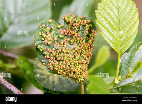 Insect Eggs High Resolution Stock Photography and Images - Alamy