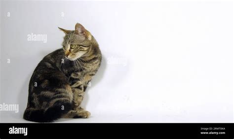 Brown Tabby Domestic Cat Pussy On White Background Stock Photo Alamy