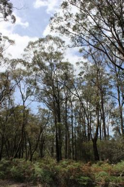 South Gippsland Highway Woodside Vic Lifestyle Farms Vic