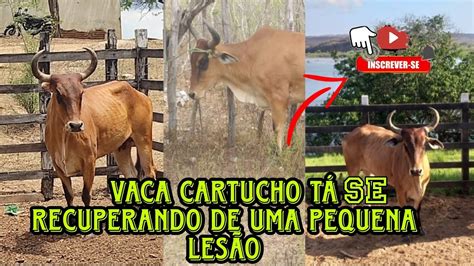 Vaca cartucho se recuperando de uma pequena lesão para voltar a correr