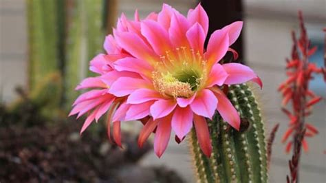 7 Types Of Indoor Cactus Plants Dengarden