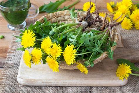 Dandelions Are Not Weeds! Top 10 Health Benefits of Dandelion