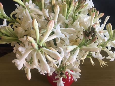 Buy Fresh Rajnigandhatuberose Flowers Bulkwholesale Bloomybliss