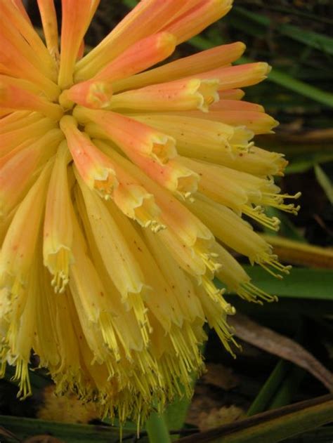kniphofia botanics stories