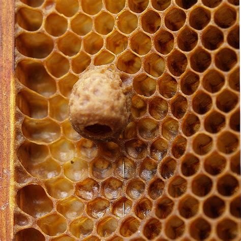 Honey Bee Queen Cells