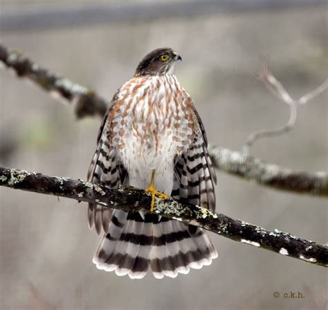 Accipiters (Genus Accipiter) · iNaturalist