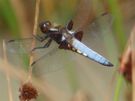 Valley Naturalist A Week Of Odonata