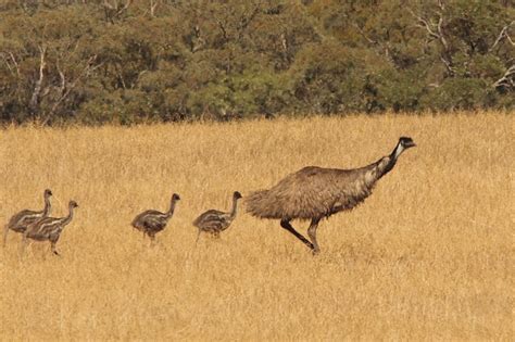 Emu - The Australian Museum