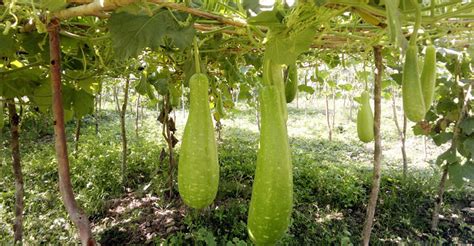 মিরসরাইয়ে লাউ চাষে লাভবান হচ্ছেন কৃষকেরা