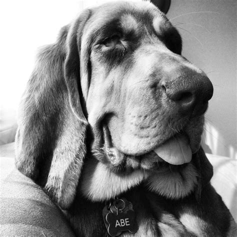 Bloodhound mix | Animals beautiful, Animals, Bloodhound