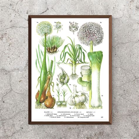 Unframed Vintage Vegetable Print For Wall Art Shallot Garlic Leek