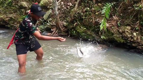 Panen Strike Sungai Sekecil Ini Tapi Bisa Strike Sidat Bertubi Tubi