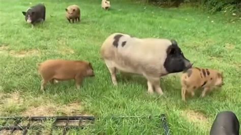 Chasing After Pigs Running Amok in South Jersey – NBC10 Philadelphia