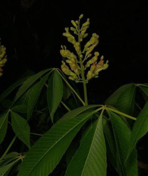 Wildflower Ecology: Yellow buckeye