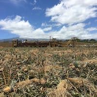 Maui Pineapple Tour | Pineapple Plantation Tours in Maui, HI