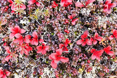 Autumn Colors On Tundra Foliage Near License Image 71168715