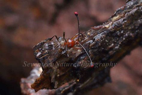 Cyrtodiopsis yunnanensis from 中国云南省西双版纳傣族自治州勐腊县 on August 11 2022 at