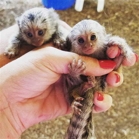 Marmoset Monkeys The Basics In Pet Care