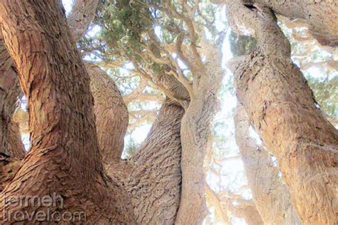 Abarkuh Ancient Cypress The Eternal Tree Termeh Travel Blog