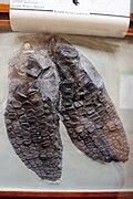 Category:Ichthyosaurus fossils - Wikimedia Commons