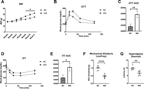 Wd Fed Mice Develop Glucose Intolerance Insulin Resistance And