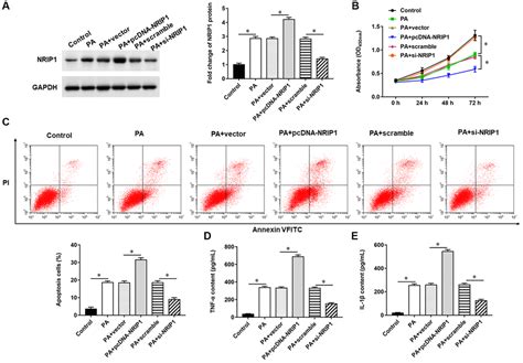 Nrip Aggravates Lung Injury Caused By Pseudomonas Aeruginosa In Mice