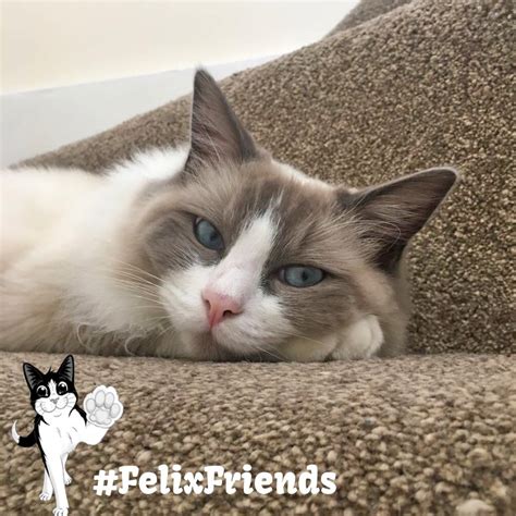 Cats Like Felix On Twitter Say Hello To Claude Our Delightful Felix Catoftheweek Who Is All