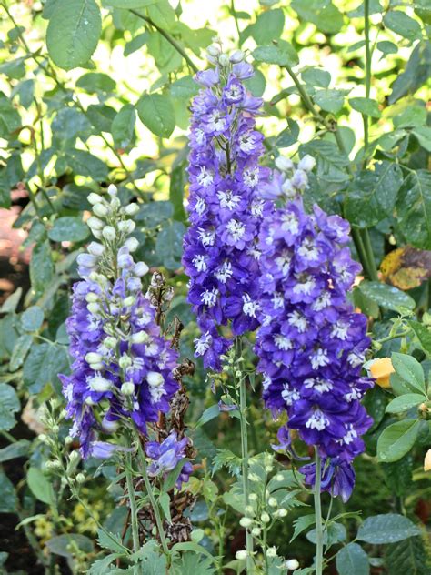 Delphinium - The Blissful Gardeners