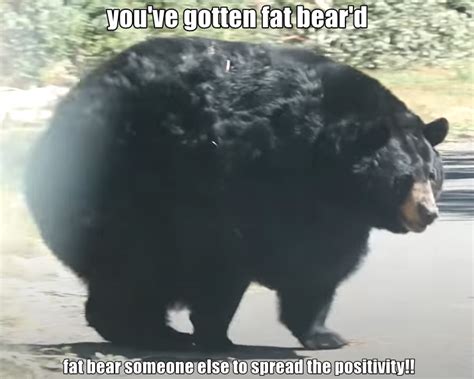 YOU'VE BEEN FAT BEAR'D, NOW HE NEEDS TO GO HIBERNATE ONCE AGAIN.. : r/memes