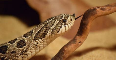 11 Cutest Snakes In The World A Z Animals