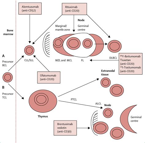 Non Hodgkin Lymphoma The Lancet