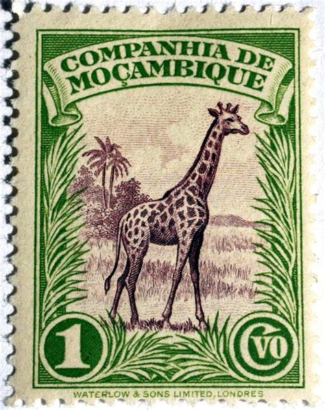 An Old Stamp With A Giraffe On It S Front And The Words Compagnia De