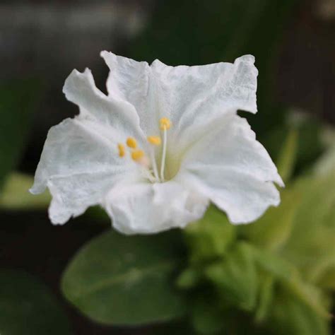 Four O' Clock Seeds - Mirabilis Jalapa White Flower Seeds